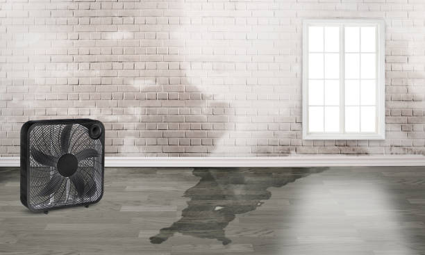 Best Carpet water damage restoration  in Silsbee, TX